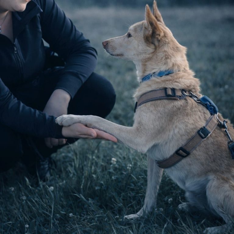 Hund ohne Leinenaggression mit gutem Rückruf Lampertheim Mannheim Bensheim Hundetraining Hund Leinenführigkeit Rückruf